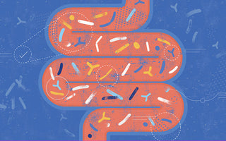 The Ultimate Gut Health Guide: Microbiome Basics, Probiotics, Prebiotics & Laser Therapy