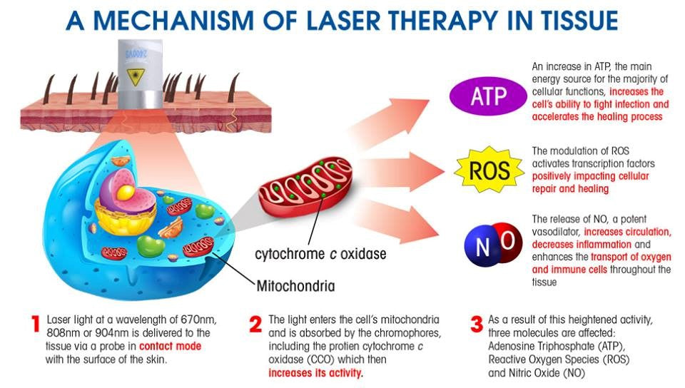 A Mechanism of Low Level Laser Therapy in Tissue