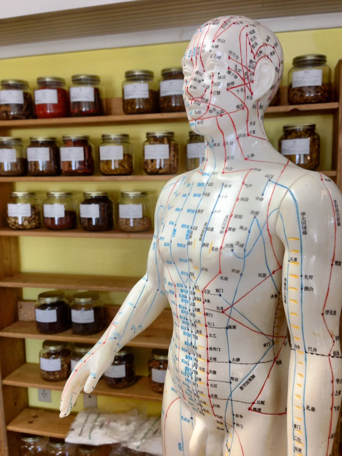Acupuncture meridian mannequin showing traditional meridian lines and points