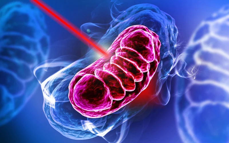 Cold laser therapy activating a mitochondrion inside a cell
